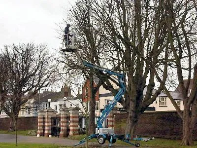 MEWP tree and hedge work 1