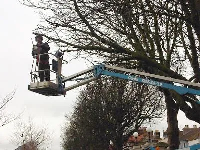 MEWP tree and hedge work 4