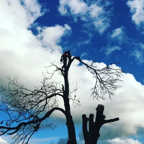 A tree surgeon crown lifting a tree