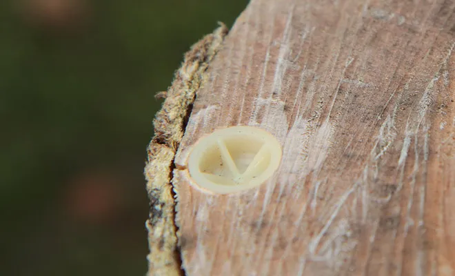 Ecoplug