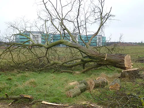 A tree being felled in sections