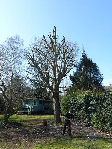 Crown work on a mature tree