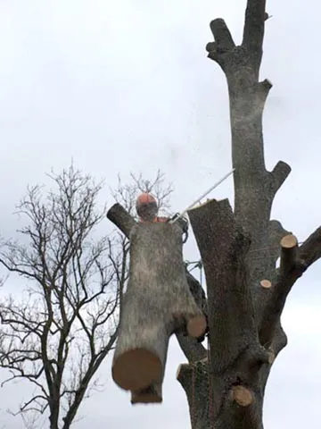 Sectional tree felling