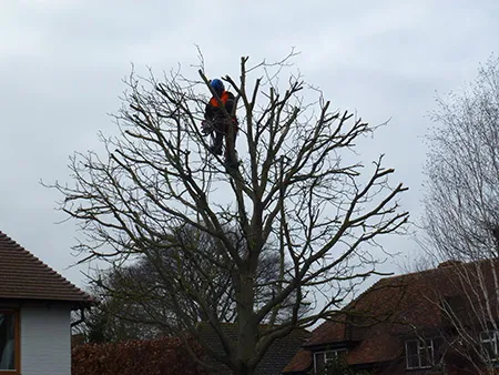 Tree pruning in progress