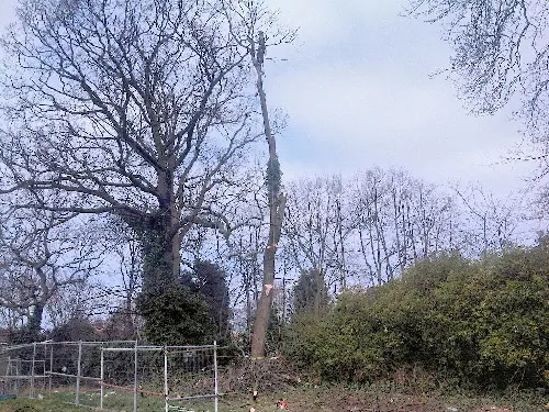 Kent Logs tree surgery and timber work 6