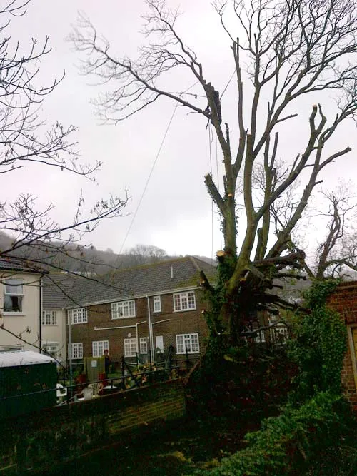 Kent Logs tree surgery and timber work 9