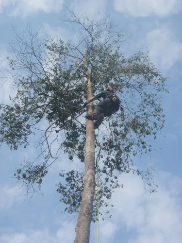 Tree surgeon training in Africa 9