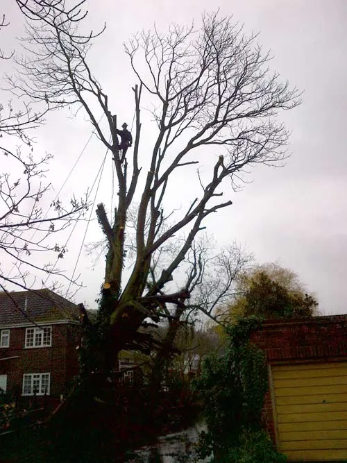 Kent Logs tree surgery and timber work 10