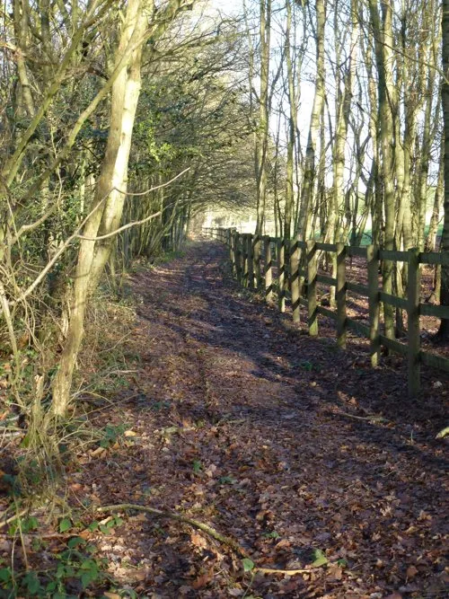 Kent Logs tree surgery and timber work 14