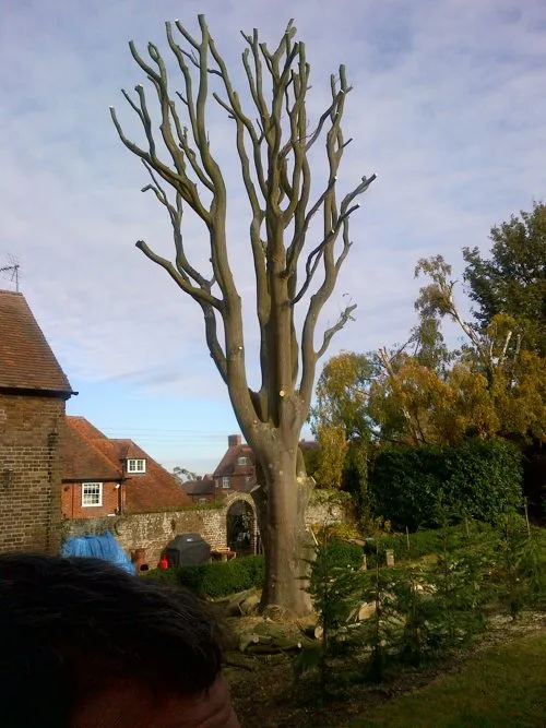 Kent Logs tree surgery and timber work 17
