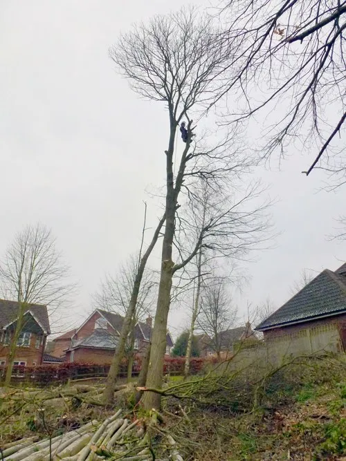 Kent Logs tree surgery and timber work 22