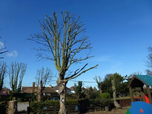 Kent Logs tree surgery and timber work 23