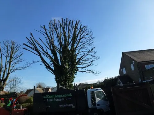Kent Logs tree surgery and timber work 25