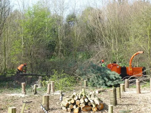 Kent Logs tree surgery and timber work 26