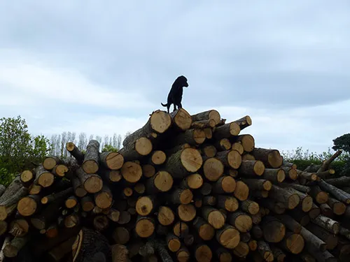 Kent Logs tree surgery and timber work 27