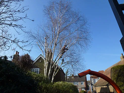 Kent Logs tree surgery and timber work 30