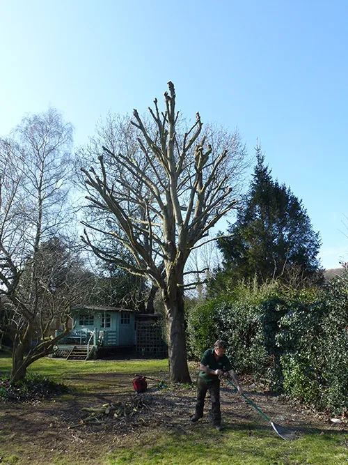 Kent Logs tree surgery and timber work 31