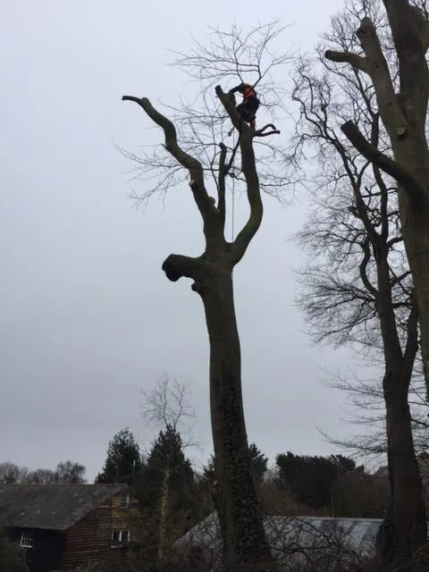 Kent Logs tree surgery and timber work 34