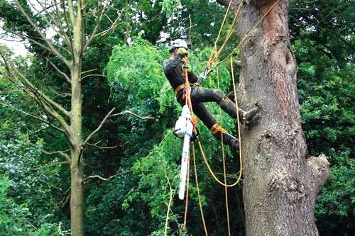 Kent Logs tree surgery and timber work 35