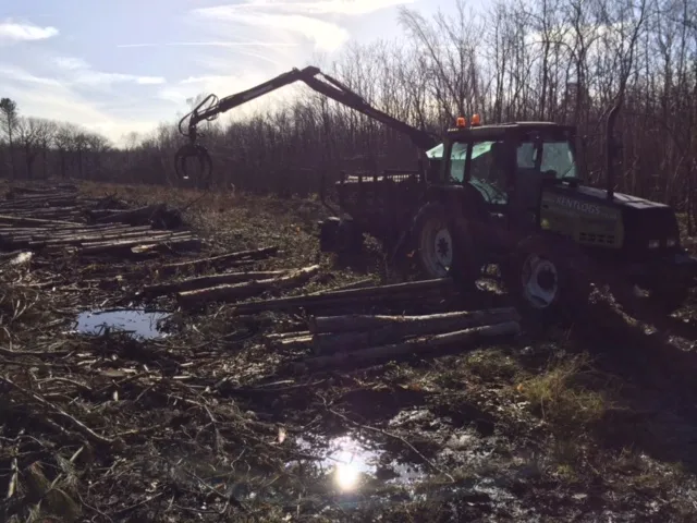 Kent Logs tree surgery and timber work 36