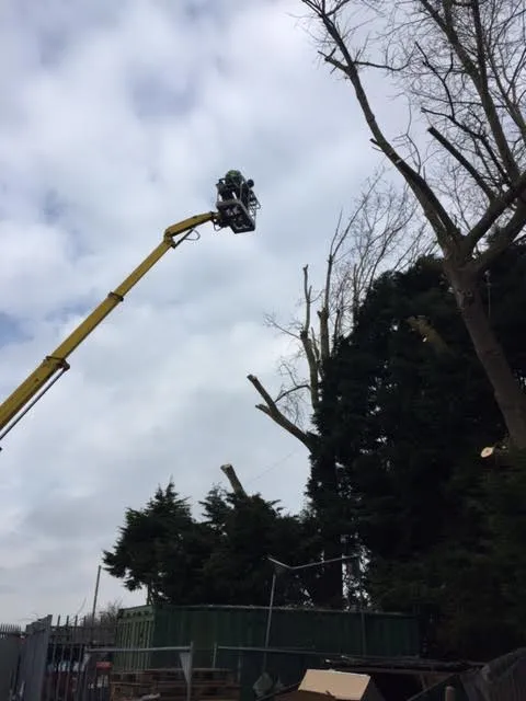 Kent Logs tree surgery and timber work 37