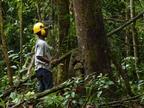 Tree surgeon training in Africa 14