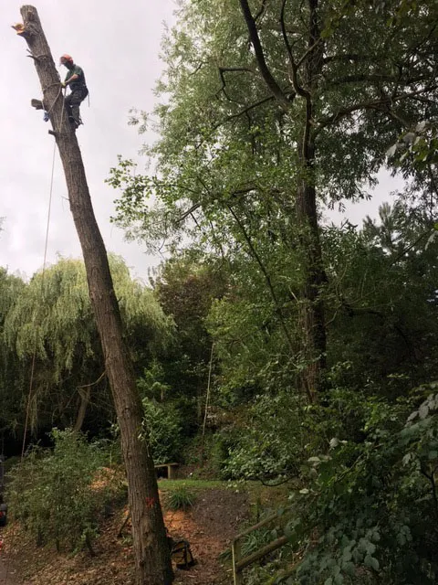 Kent Logs tree surgery and timber work 48