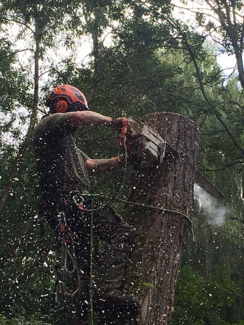 Kent Logs tree surgery and timber work 49