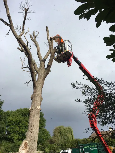 Kent Logs tree surgery and timber work 51