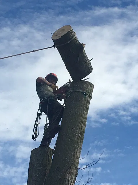 Kent Logs tree surgery and timber work 53