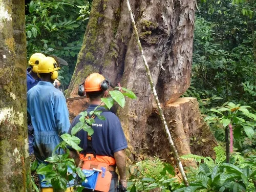 Tree surgeon training in Africa 15