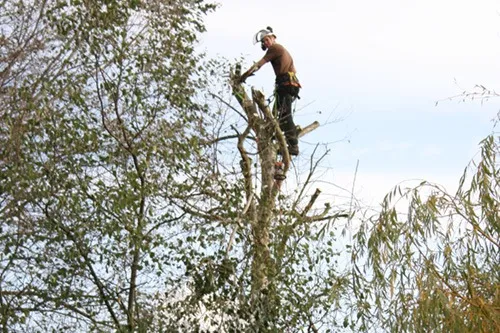 Kent Logs tree surgery and timber work 56