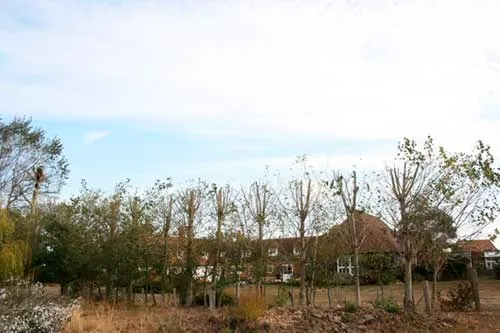 Kent Logs tree surgery and timber work 57