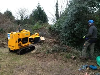 Stump grinding and removal 4