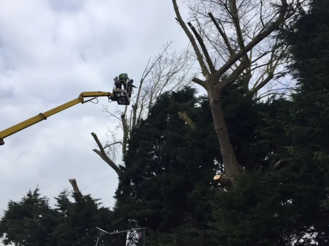 MEWP tree and hedge work 6