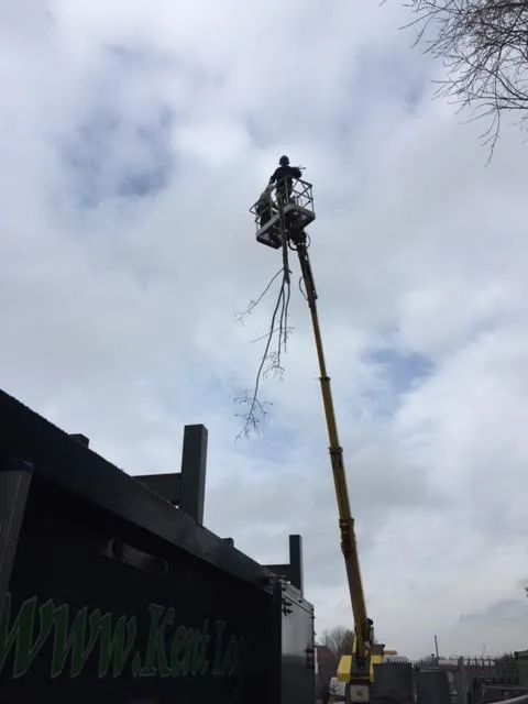 MEWP tree and hedge work 7