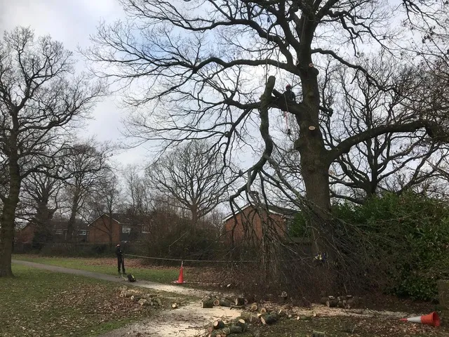 A tree surgeon pruning a mature tree