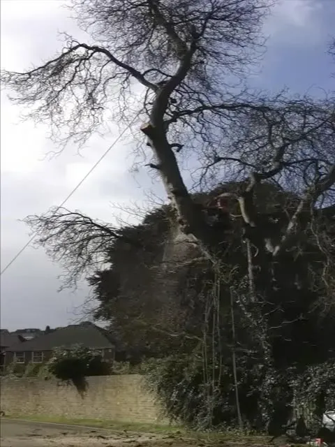 Kent Logs tree surgery and timber work 59