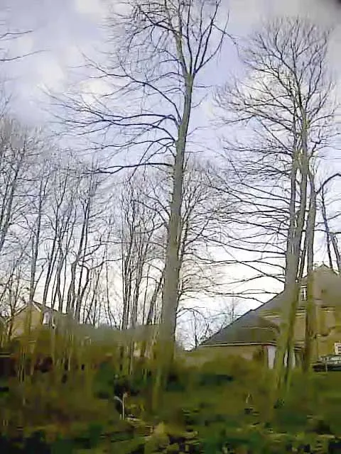 Kent Logs tree surgery and timber work 60